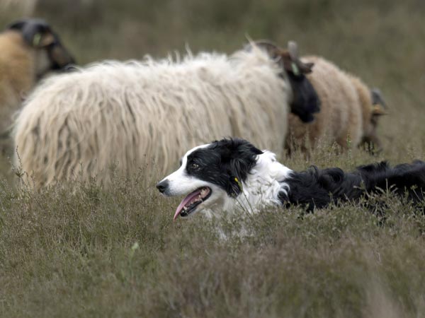Schafe und Hund auf einer Wiese