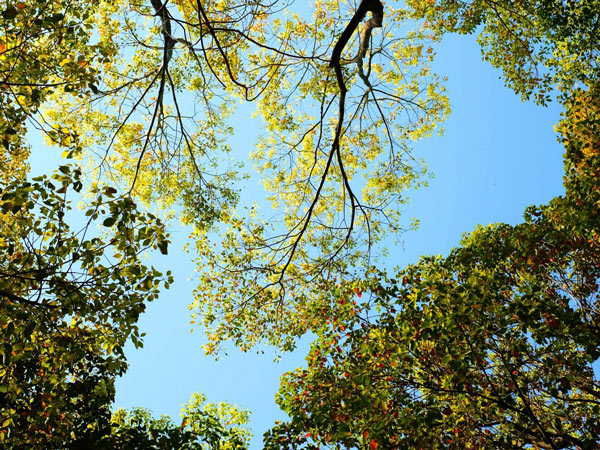 Tree tops seen from below