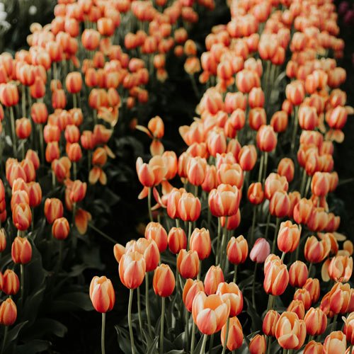 Tulip rows in production